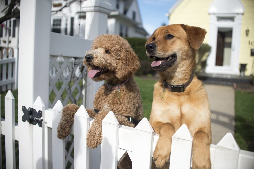 Best Fencing to Keep your Dogs in Your Yard in Loganville, GA